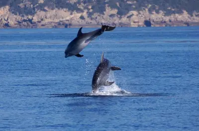 Snorkel en Alghero: Investigación de delfines con biólogos marinos