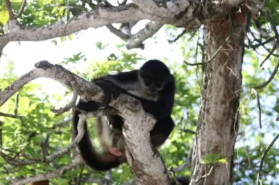 Catemaco et Los Tuxtlas : Tête olmèque, cascade et balade en bateau