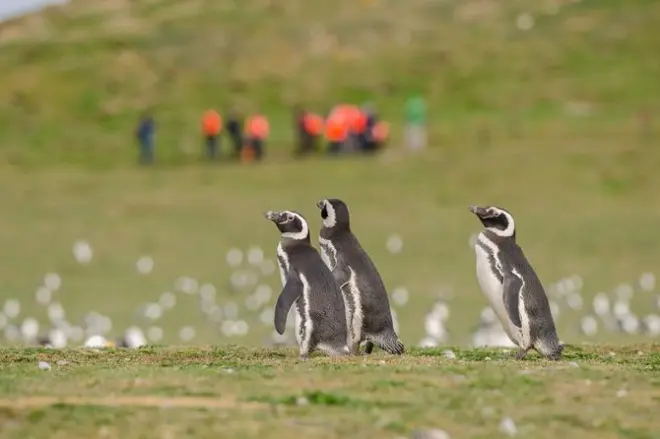 Isola Magdalena da Punta Arenas: Pinguini di Magellano
