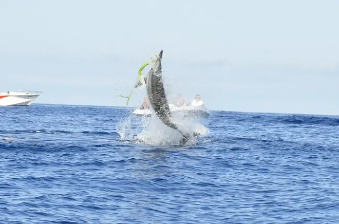 Snorkeling with Wild Dolphins in Mauritius