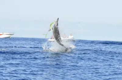 Snorkeling with Wild Dolphins in Mauritius