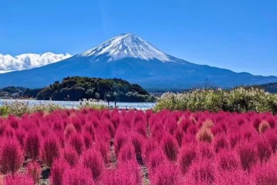 Réveillez-vous face au mont fuji, flânez dans les fleurs du parc oishi, grimpez les marches du pagode chureito — guide privé, chauffeur certifié et prise en charge à l’hôtel inclus.