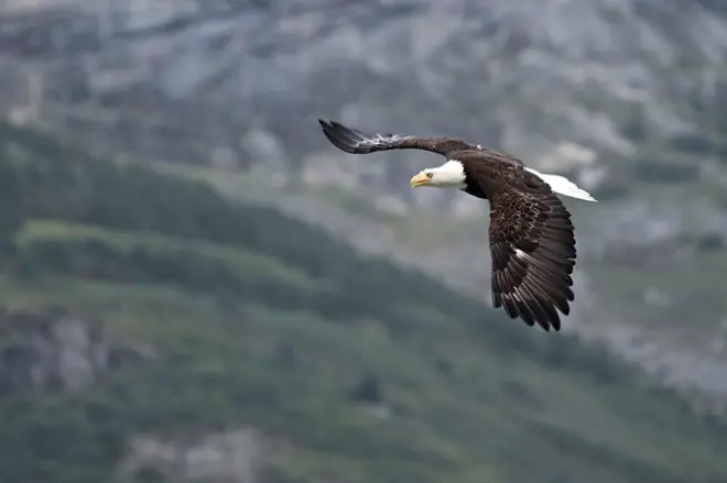 Tour fotografico da Skagway a Haines: Aquile calve e orsi