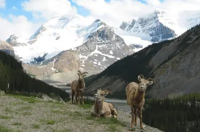 Private Fotosafari in Canmore: Fototour durch die Rocky Mountains