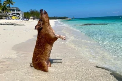 Feel the sand, swim with pigs, and taste bahamian barbecue on rose island. includes boat transfer from nassau, lunch, open bar, and a local guide.