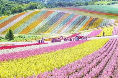 Campos de flores y lavanda en Tomita Farm y Furano