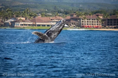See humpback whales and dolphins up close on kauai’s south shore. fast zodiac boat ride, expert guides, snacks, and real wildlife encounters. book now!