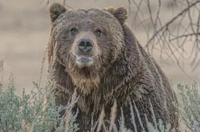 Escursione nella natura selvaggia a Yellowstone con pranzo