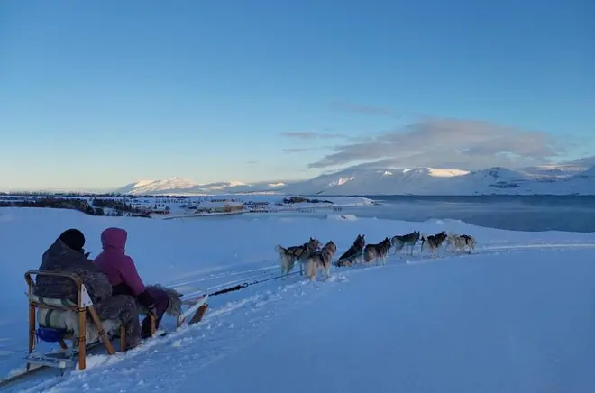 Slitta trainata da cani privata ad Akureyri: Husky e boschi