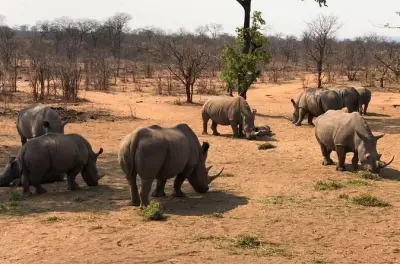 Rhino Game Drive in Mosi-oa-Tunya National Park: UNESCO World Heritage Site