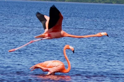 Celestún, riserva naturale e fenicotteri rosa: escursione in barca tra mangrovie, pranzo e relax in un beach club tranquillo sulla costa dello yucatán.