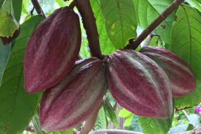 Smell cacao roasting, taste ancestral drinks, and make chocolate by hand on this puerto vallarta chocolate tour with local farmers. includes cacao drinks and cookies.