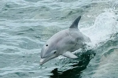 Dolphin Cruise Pensacola Beach: Private Small Group, 2 Hours
