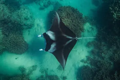 Bora Bora : Plongée en petit groupe dans la lagune avec guide