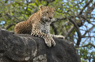 Yala National Park Safari Tour: Leopards and Elephants