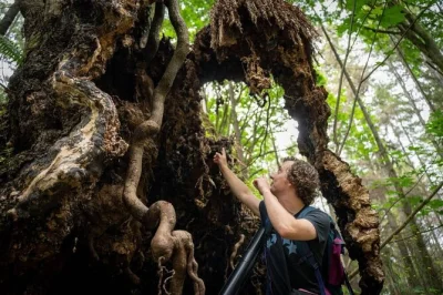 Step into stanley park’s last ancient forest with colin spratt, see canada’s largest maple & 1000-year-old cedars, includes walking tour & local stories.