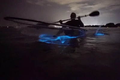 Feel the water glow beneath you on a clear kayak bioluminescence tour in cocoa beach. includes all gear, small group, and expert local guidance for a safe adventure.
