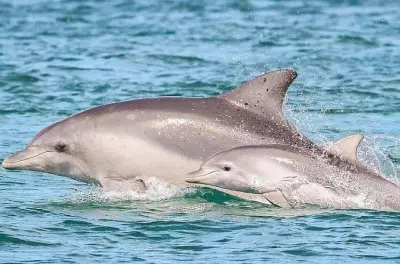 Avvistamento delfini in baia di Pensacola, crociera privata 2h