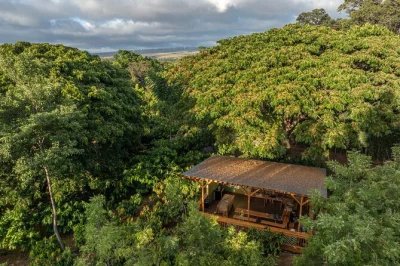 Step into a working cacao orchard on oahu, taste hawaii-made chocolate, and learn from local guides. includes english-speaking guide and chocolate samples.