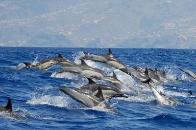 Feel the rush of spotting wild whales & dolphins off calheta, madeira. fast rib boat, live local guide commentary, and up-close moments. includes expert crew.
