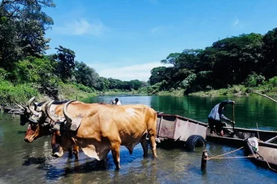 Wildlife on the tempisque river, chorotega pottery with artisans, wood-fired costa rican lunch and fresh coffee tasting. includes pickup and local guide.