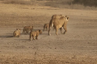 Wake up to wild sounds in serengeti, spot tree-climbing lions at lake manyara, and descend into ngorongoro crater. includes camping, all meals, and guide pickup.