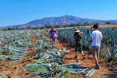 Erlebe tequila, jalisco bei einer geführten tagestour mit unbegrenzten verkostungen, besuchen in handwerklichen destillerien und regionalen spezialitäten – inklusive getränke und bequemer abholun