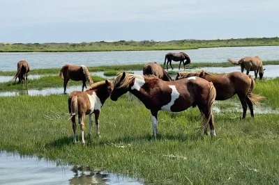 Disfruta del aire salado en un paseo en barco por isla assateague, observa ponis salvajes, aves costeras y escucha historias locales de tu capitán. incluye paseo en barco.