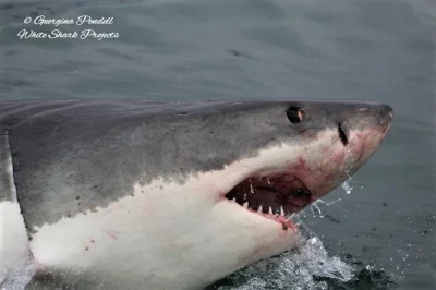 Erlebe in gansbaai hautnah das käfigtauchen mit weißen haien – mit erfahrenen guides, inklusive ausrüstung, frühstück, leichtem mittagessen und warmen duschen.