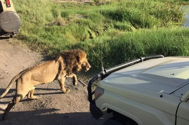 Safari 4 jours à Tarangire, Serengeti et Ngorongoro depuis Arusha