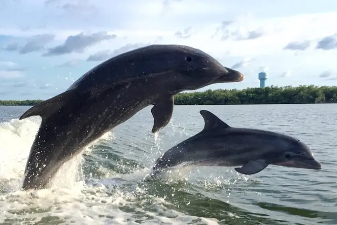 Private Delfintour Fort Myers: Boot für 7 Personen mit Kapitän