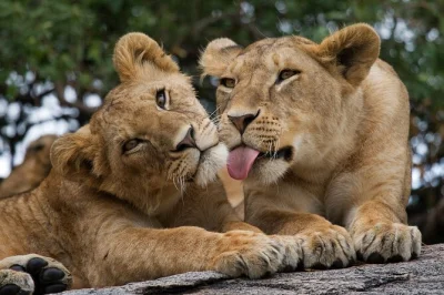 Descubre elefantes rescatados, alimenta jirafas y avista leones a las afueras de nairobi en esta excursión con guía local y recogida en hotel—naturaleza y ciudad en un solo día.