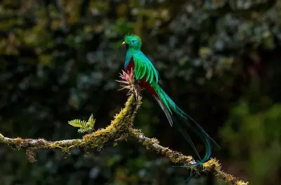 Monteverde Birdwatching Tour: Tailored guide for all levels