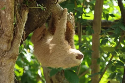 Feel the warmth of costa rica at diamante eco adventure park’s animal sanctuary, explore a traditional house, taste chocolate & coffee, entry ticket included.