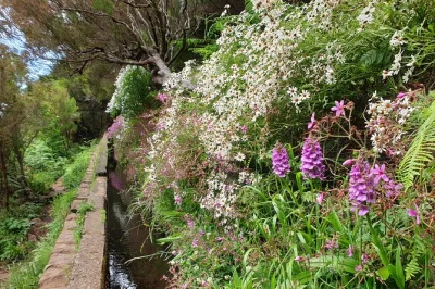 Feel the cool mist of rabaçal’s 25 fontes, walk ancient levadas, and cross the 800m tunnel with a local guide. includes pickup, fees, and air-conditioned ride.