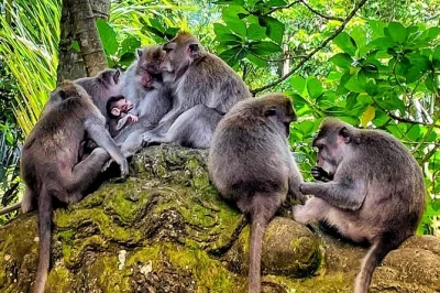 Ubud erleben: affen hautnah, grüne reisterrassen und balinesische tempel entdecken. mit privatem fahrer, abholung, wasserflasche und allen gebühren.