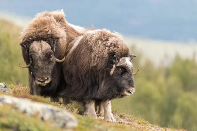Feel the wild heart of norway on a musk ox safari hike in dovrefjell, led by a local guide. spot wildlife, sip coffee outdoors, and hike at your own pace.