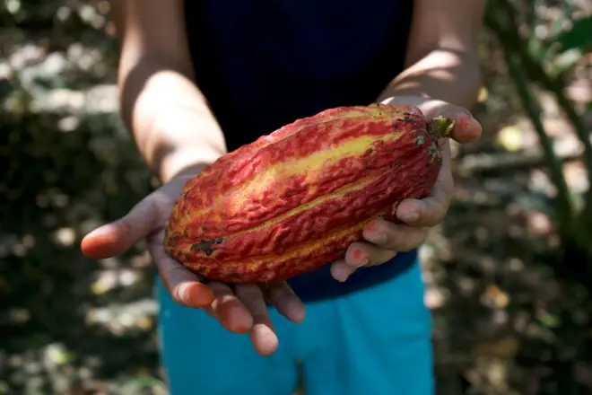 Cocoa Farm & Chocolate Making from Guayaquil: Make Your Own