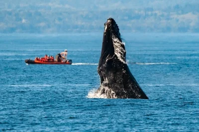 Feel the rush of the pacific on a small-group zodiac tour from victoria. see whales, sea lions, and eagles with a local guide. includes suits, gloves, and daily departures.
