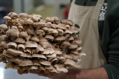 Ferme de champignons à Minorque : Culture et dégustation