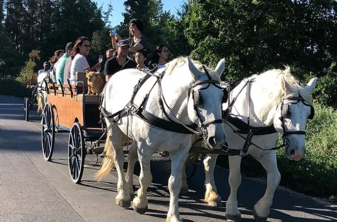 Kutschfahrt in Franschhoek: Pferdegezogene Wein-Tour