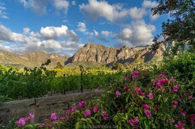 Dégustation de Pinotage blanc et balade dans les vignes à Dekkersvlei