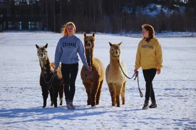 Step into a quiet finnish forest near helsinki and walk your own alpaca, feed them by hand, and share laughter with local guides. includes private pickup.