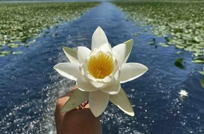 Skadar Lake boat tour from Virpazar: Wildlife, wine & swimming