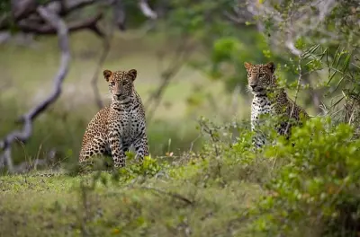 Safari em Yala blocos 5 e 6: Leopardos e elefantes com ingresso único