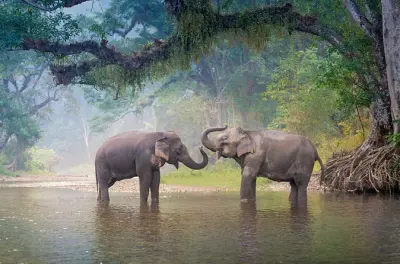 Yala-Nationalpark Privat-Safari: Leoparden & Wildtiere