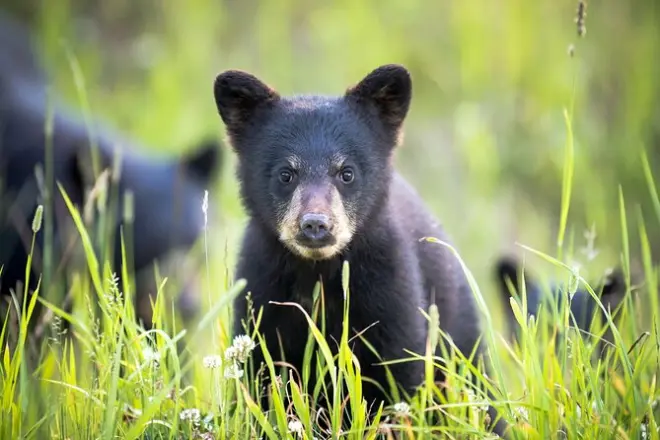 Whistler bear tour: Safari 4x4 con accesso al parco olimpico