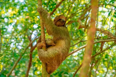 Feel the island’s warmth on a private roatan day trip—meet monkeys, hold a sloth, taste rum & chocolate, and relax at west bay beach. includes private pickup.