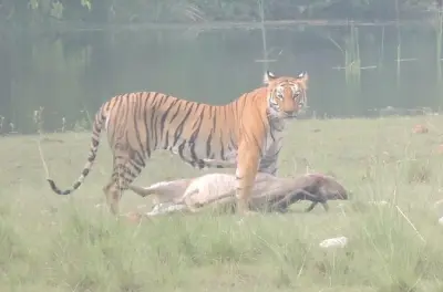 4-tägige Tigerbeobachtung im Bardia-Nationalpark