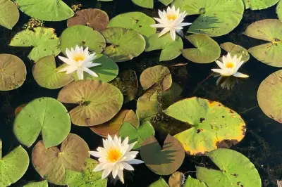 Kayak a Caddo Lake: Tour privati nella foresta di cipressi calvi